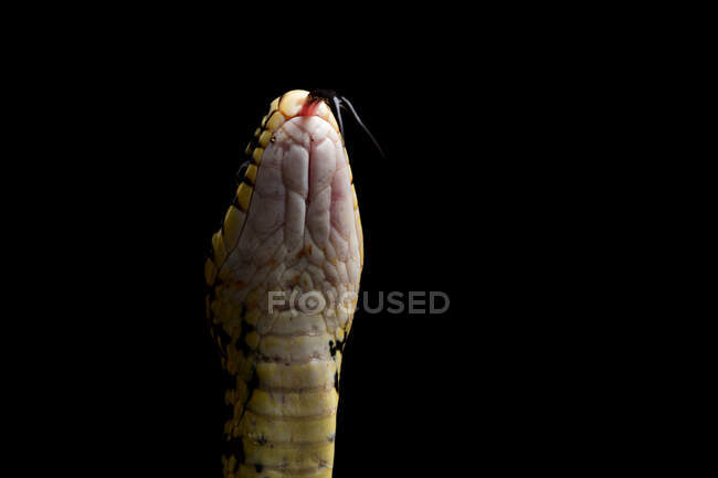 Зелена змія (Herophis viridiflavus) ізольована на чорному тлі — стокове фото