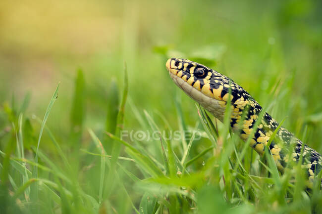 Serpent fouet vert (Hierophis viridiflavus) couché sur l'herbe — Photo de stock