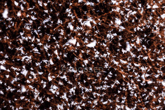 Manada de polilla de árbol de caja (Cydalima perspectalis) volando - foto de stock