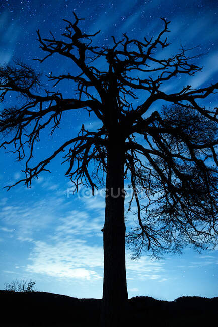 Blick von unten auf einen bewachsenen Baum mit welligen Ästen unter blauem Himmel in der Dämmerung — Stockfoto