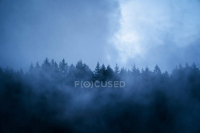 Vista panoramica di boschi con alberi di conifere che crescono sotto cielo nuvoloso in tempo nebbioso al crepuscolo — Foto stock
