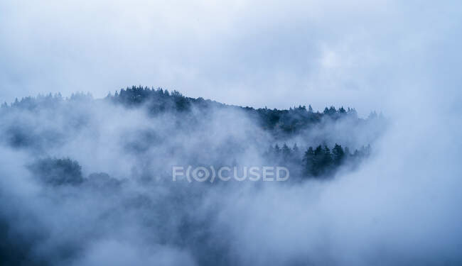 Szenische Ansicht von Wäldern mit Nadelbäumen, die unter bewölktem Himmel bei nebligem Wetter in der Dämmerung wachsen — Stockfoto
