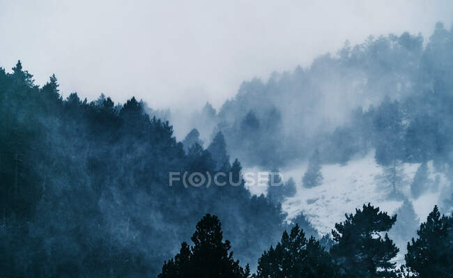 Pintoresca vista a través de ramas de árboles siempreverdes de alto monte cubiertas de nieve a la luz del día - foto de stock