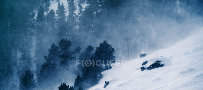 Живописный вид сквозь вечнозеленые ветви деревьев высокой горы, покрытые снегом при дневном свете — стоковое фото