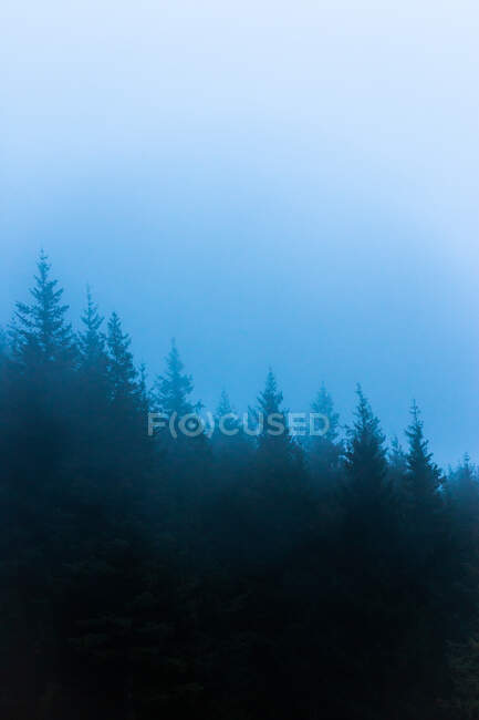 Szenische Ansicht von Wäldern mit Nadelbäumen, die unter bewölktem Himmel bei nebligem Wetter in der Dämmerung wachsen — Stockfoto
