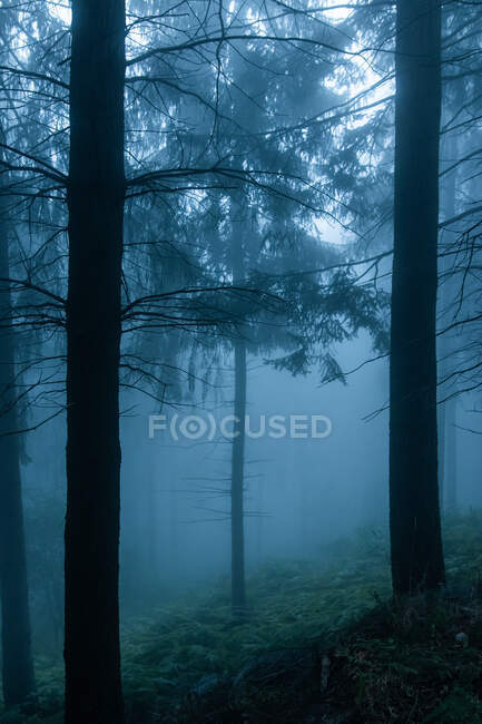 Vue panoramique sur les bois avec des conifères poussant sous un ciel nuageux par temps brumeux au crépuscule — Photo de stock