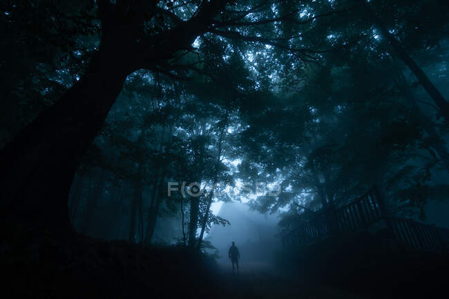 Anonymous tourist admiring overgrown lush trees in woods while standing on pathway in twilight — Stock Photo