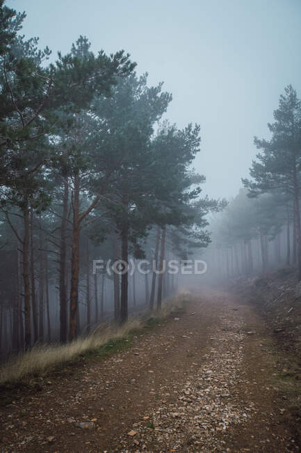 Cenário pitoresco de madeiras com caminho arenoso cercado por árvores coníferas em dia sombrio — Fotografia de Stock