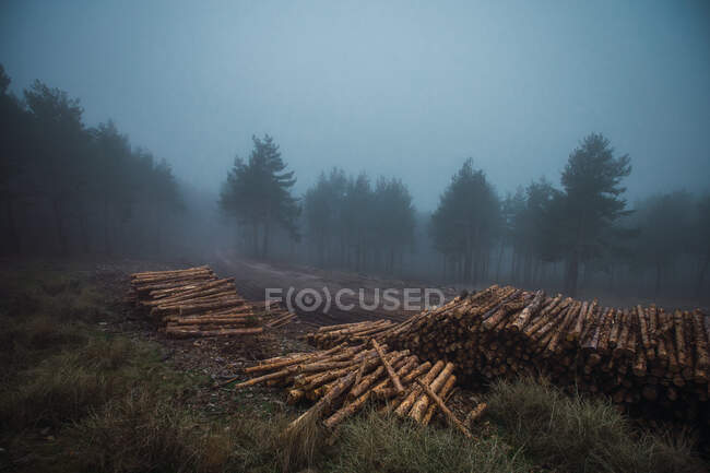 Scenic view of heap of timber on grass against trees under misty sky in twilight — Stock Photo