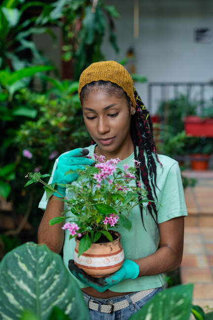 Зачарована чорна жінка садівник стоїть в теплиці з квітучими квітами в керамічному горщику — стокове фото