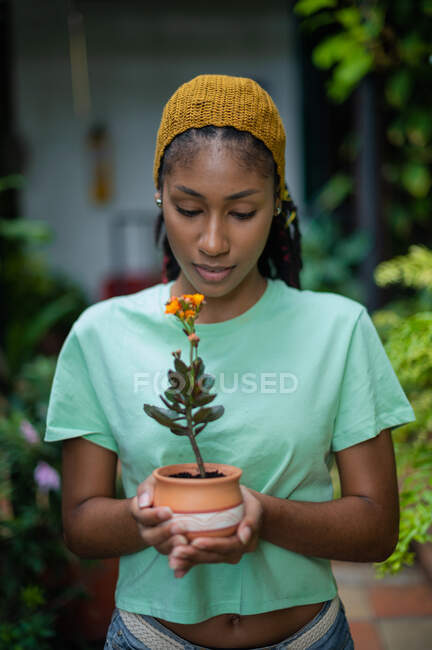 Зачарована чорна жінка садівник стоїть в теплиці з квітучою квіткою Каланхое в керамічному горщику — стокове фото