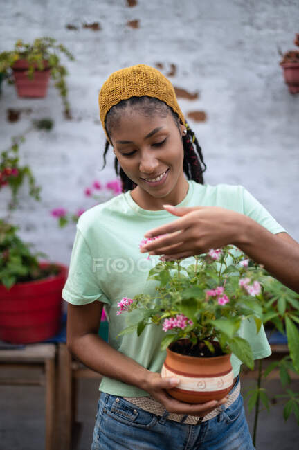 Delighted African American female gardener enjoying scent of Pentas lanceolata flower while standing in greenhouse and looking at camera — Stock Photo