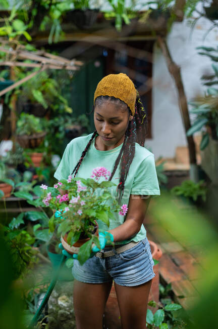Afroamerikanische Gärtnerin in Handschuhen gießt blühende Pentas lanceolata Blume im Gewächshaus — Stockfoto