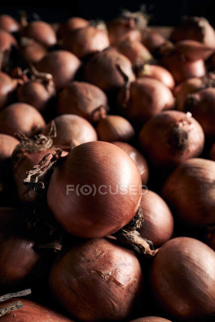 De arriba de muchas cebollas frescas enteras con la cáscara seca dispuesta en la pila - foto de stock