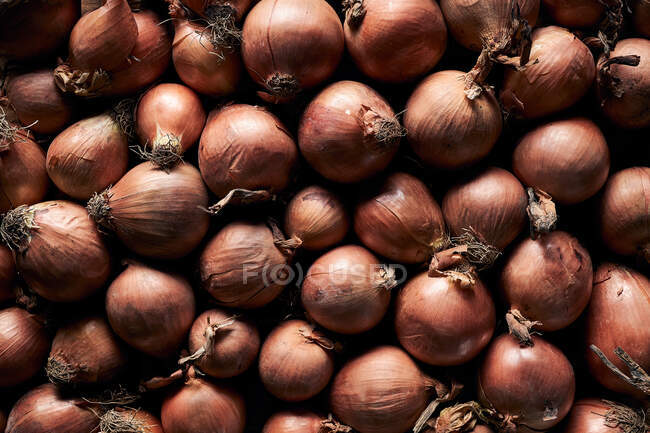 Draufsicht auf viele frische ganze Zwiebeln mit trockener Schale in einem Haufen angeordnet — Stockfoto