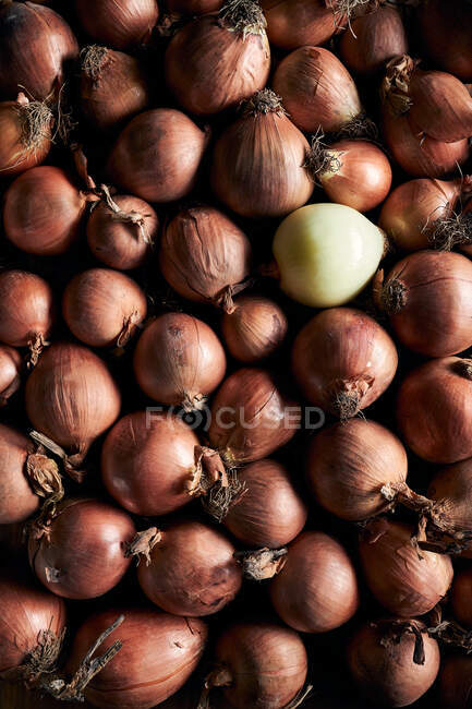From above of many fresh whole onions with dry peel arranged in pile — Stock Photo