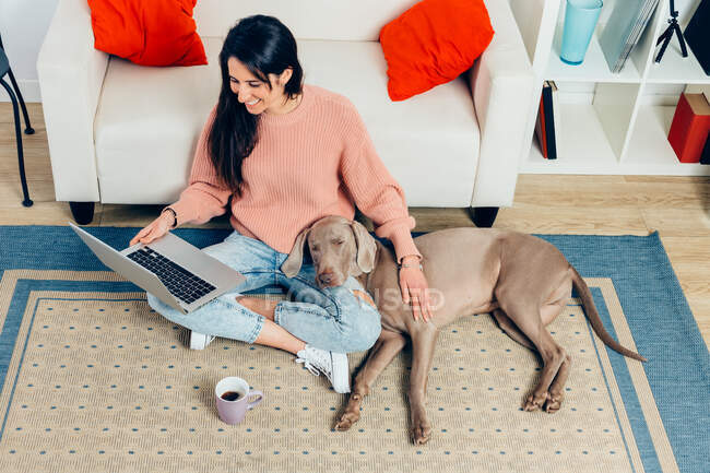Високий кут повного тіла весела молода жінка дивиться фільм на ноутбук і погладжує собаку Веймаранерів, проводячи вільний час разом у вітальні — стокове фото
