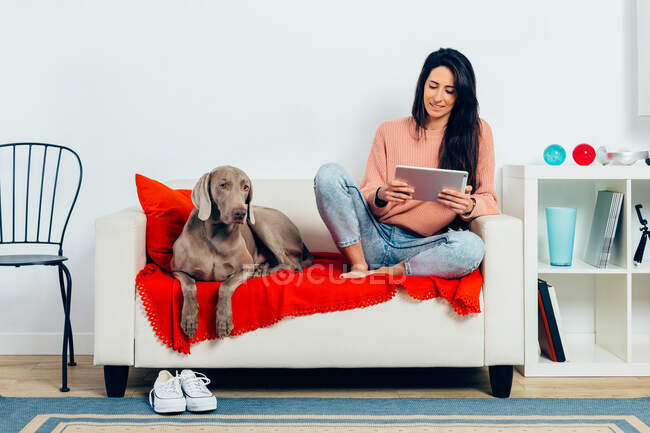 Спокойная чистокровная Веймаранерская собака смотрит в камеру, отдыхая на диване рядом с владелицей, читая электронную книгу на планшете в свободное время дома — стоковое фото
