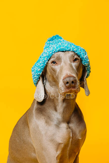 Очаровательный смешной чистокровный пёс Веймаранер, одетый в синюю вязаную шляпу, сидит на жёлтом фоне в студии — стоковое фото