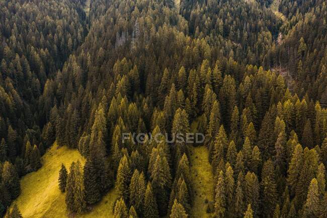 From above drone view of lush green woods with coniferous trees growing on slopes of Dolomites mountain range in Italy — Stock Photo
