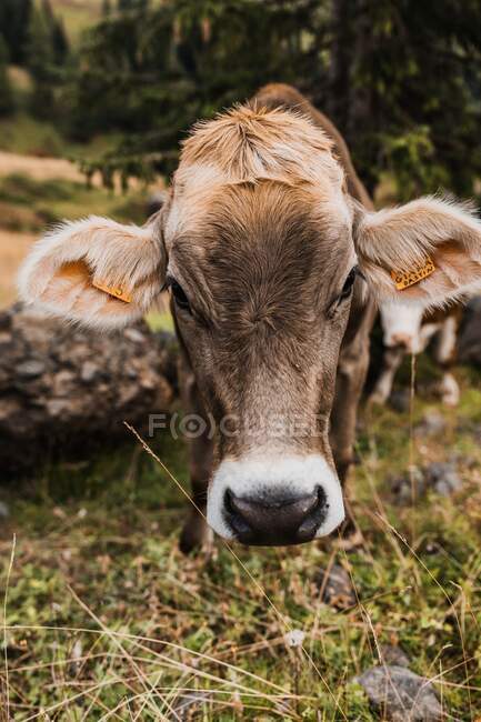 Mucca bruna con marchi auricolari che guarda la macchina fotografica mentre pascola sul pendio erboso della catena montuosa dolomitica in Italia — Foto stock