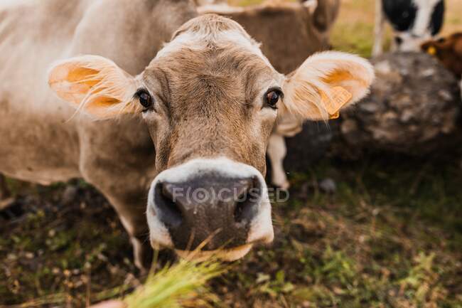 Mucca bruna con marchi auricolari che guarda la macchina fotografica mentre pascola sul pendio erboso della catena montuosa dolomitica in Italia — Foto stock