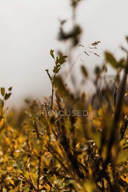 Primer plano de los tallos marrones secos de hierba que crece en el prado en la cordillera de Dolomitas en Italia - foto de stock