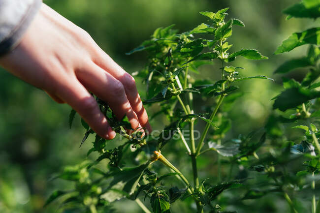 Неузнаваемая женщина-туристка нежно касается зеленого растения, растущего на природе в солнечный день. — стоковое фото