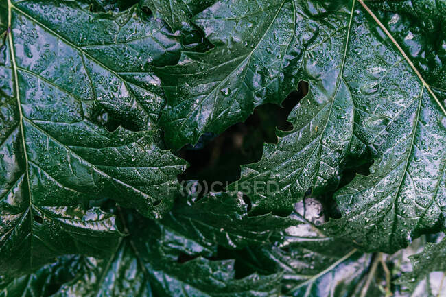 Крупный план растения с большими зелеными листьями с капельками росы и венами, растущими в лесу на естественном фоне — стоковое фото