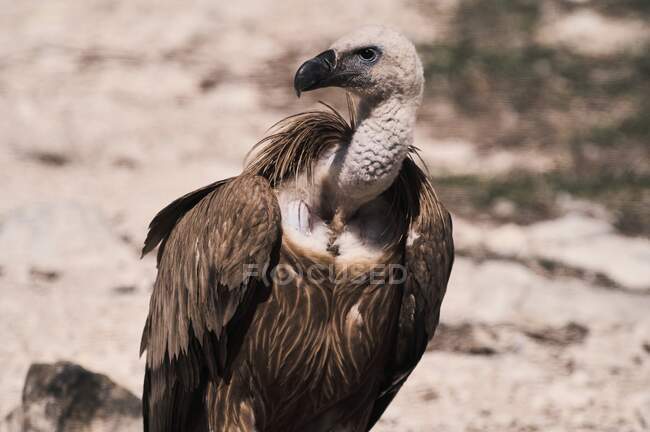 Avvoltoio selvatico Grifone alla ricerca di prede sulla superficie rocciosa in natura — Foto stock