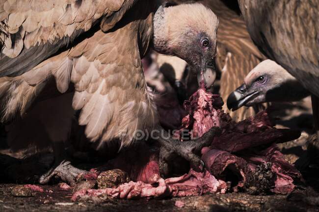 Par de fortes abutres Griffon aves necrófagas comendo carne de animal morto na natureza selvagem — Fotografia de Stock