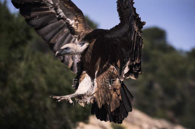 Large wild Griffon vulture searching for food and soaring over rocky rocky terrain with green forest — Stock Photo