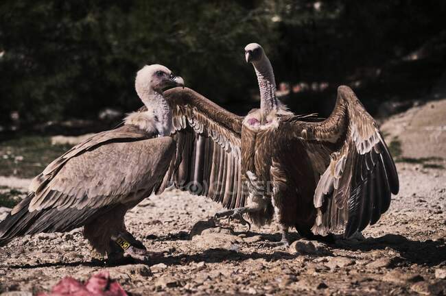 Wild Griffon vultures gathering together and searching for prey on rocky surface in nature — Stock Photo
