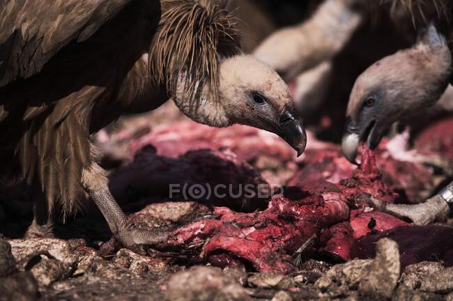 Пара сильных грифонов-стервятников падальщиков, поедающих мясо мертвого животного в дикой природе — стоковое фото