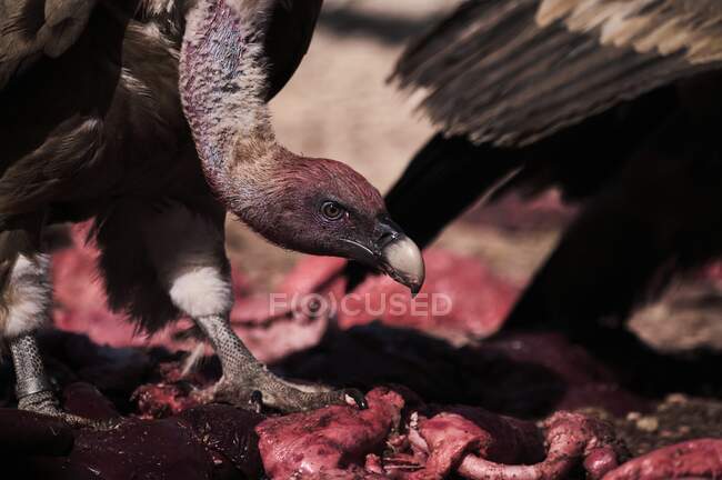 Пара сильных грифонов-стервятников падальщиков, поедающих мясо мертвого животного в дикой природе — стоковое фото