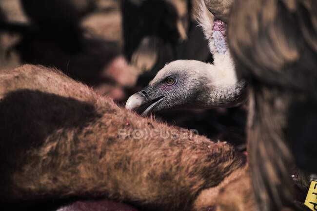 Large scavenger Griffon vulture bird eating dead animal in wild nature in mountains — Stock Photo
