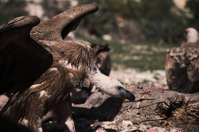 Rebanho de abutres Griffon selvagens que se reúnem e procuram presas na superfície rochosa da natureza — Fotografia de Stock