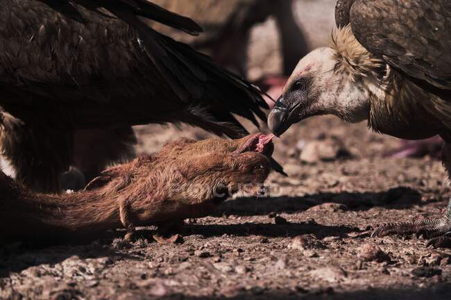 Large scavenger Griffon vulture bird eating dead animal in wild nature in mountains — Stock Photo