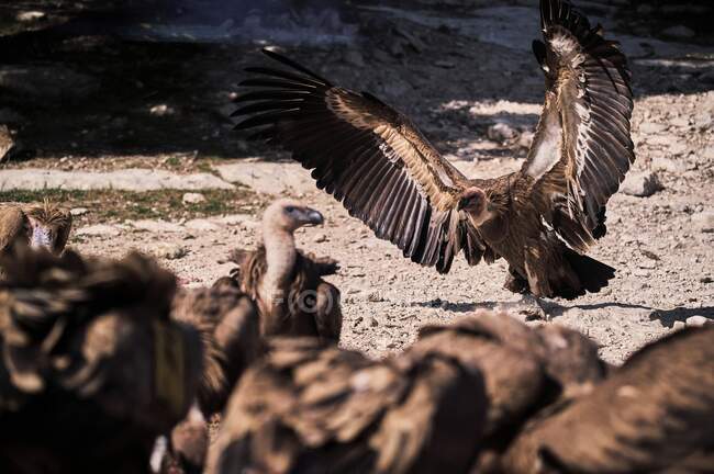 Flock of wild Griffon vultures gathering together and searching for prey on rocky surface in nature — Stock Photo