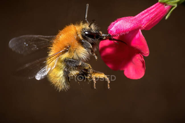 Primo piano di api mellifera occidentale o apis mellifera impollinazione fiore rosa in fiore su sfondo scuro — Foto stock