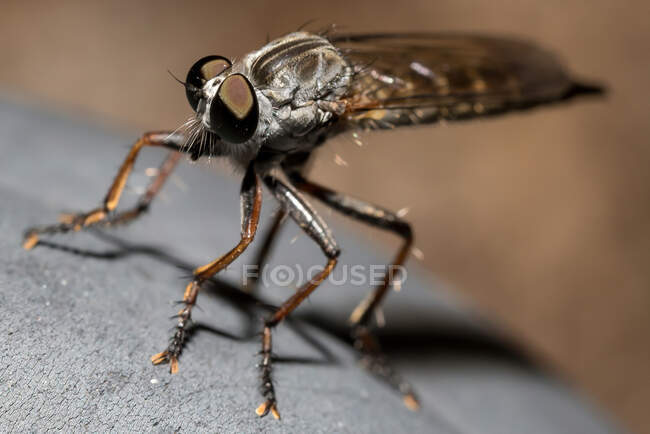 Closeup de ladrão mosca inseto Asilidae ou assassino mosca com pernas espinhosas e grandes olhos sentados em pedra cinzenta na natureza — Fotografia de Stock