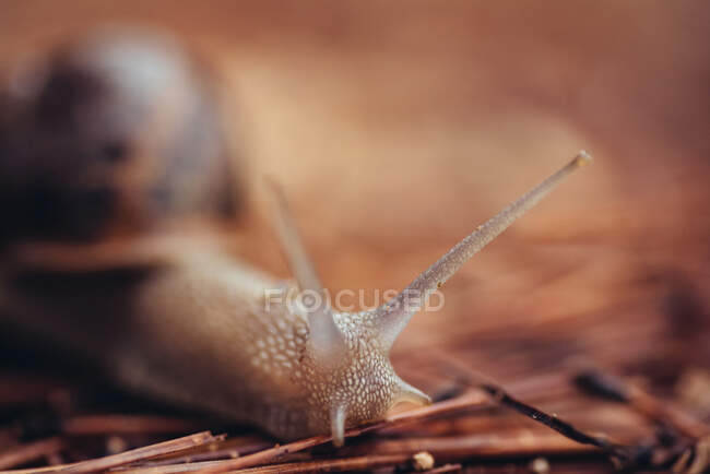 Closeup foco suave de caracol Achatina ou caracol gigante Gana Africano rastejando na grama na natureza com fundo marrom — Fotografia de Stock