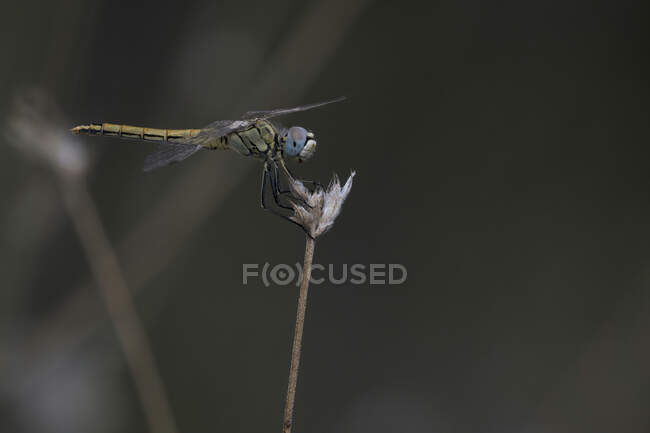 Nahaufnahme der bunten Libelle auf Löwenzahnblüte mit flauschigen Samen in der sommerlichen Natur — Stockfoto