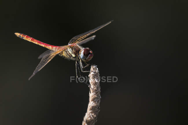 Primo piano della libellula colorata sui semi di grano nella natura estiva — Foto stock