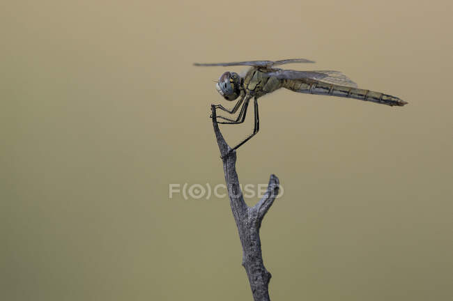 Primer plano de libélula de colores en palo en la naturaleza de verano - foto de stock