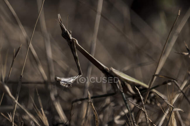 Closeup of green mantis insect sitting among dry grass in summer field in nature — Stock Photo