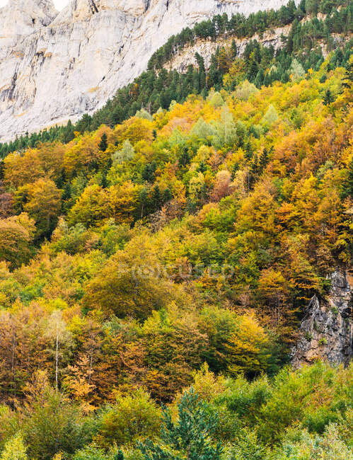 Paisagem espetacular de madeiras com árvores coloridas crescendo nas montanhas dos Pirenéus no Parque Nacional Ordesa y Monte Perdido — Fotografia de Stock