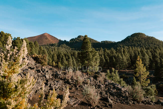 Ефектний краєвид гір і соснових дерев у сонячний день — стокове фото