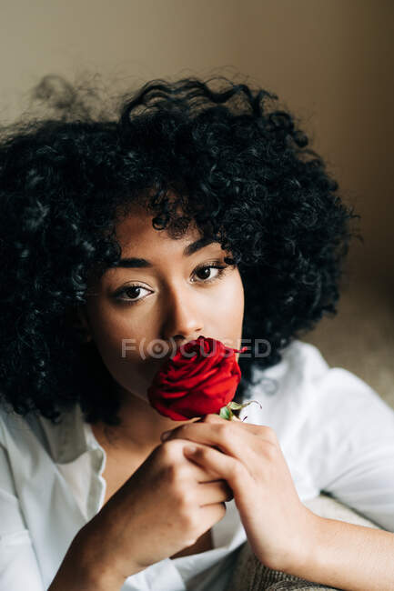 Mulher afro-americana macia com cabelo encaracolado cheirando a rosa vermelha aromática em casa enquanto olha para a câmera — Fotografia de Stock