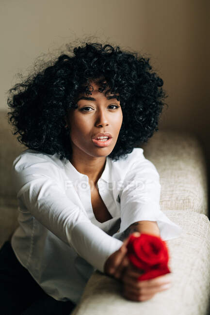Нежная афроамериканка с вьющимися волосами, держащая ароматно-красную розу дома, глядя в камеру — стоковое фото
